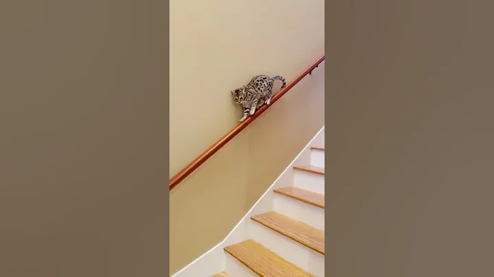 Watch the video about Cat epic Backwards walking #shorts 😻