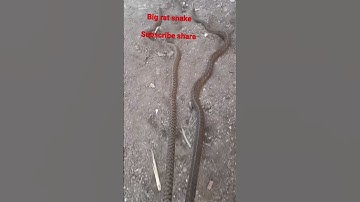 Rat snk🐍😱 #video #viral #instagram #ytshorts #shorts #tiktok #short #india #cobra #trending #reels