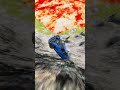 hirochi sunburs vs giant lava pit
