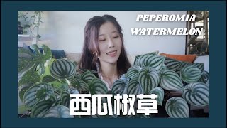 綠植分享｜Peperomia Watermelon 西瓜椒草｜如何才能養的好～ #itslucyluu #好養綠植