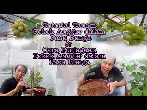 Video: Petua Memindahkan Pokok - Bila dan Cara Memindahkan Pokok Atau Pokok Renek