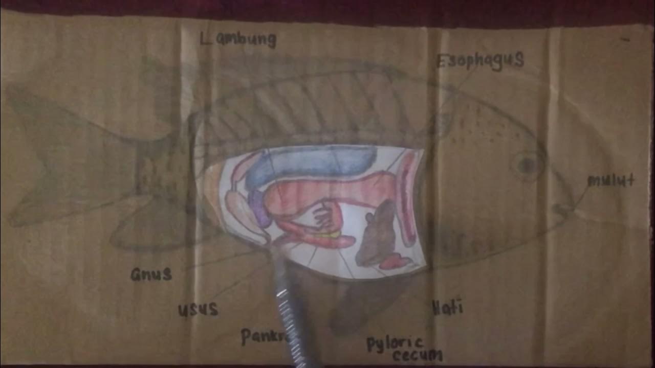 tilapia digestive system - YouTube