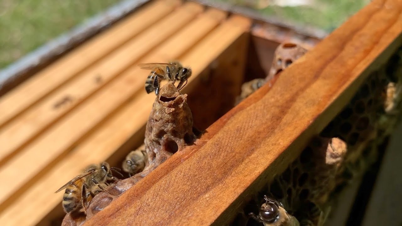 Hatching Queen Bee YouTube