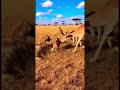 Eagle Saves Fawn from Hyena: Sky Hero to the Rescue! #wildlife #viral #animals #africa
