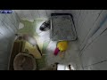 2026.7.5 [22:00] 【保育室ライブ】保護子猫の見守りカメラ｜Kitten Room Live