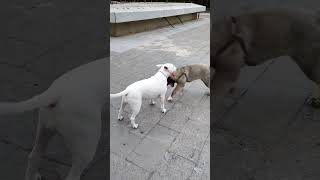 bullterrier vs Caucasian shepherd dog #pet #dog #bullterrier #dogs #funnyvideo #funny #bull #pets