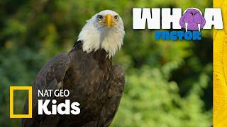 battle birds eagles vs hawks vs owls whoa factor nat geo