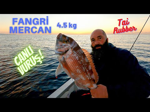 Canlı Vuruş Anı - 4.5 kg Fangri Mercan - Tai Rubber - Live Strike - 4.5 kg Pagrus -English Subtitle