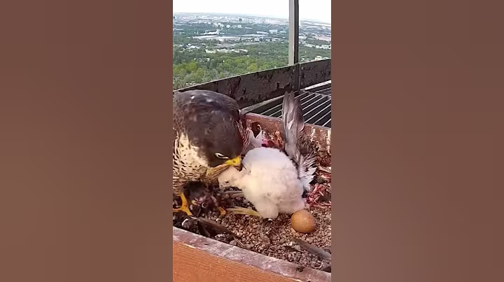 #567E | Review mom dad birds brings food to feed their babies in the nest | Birds Nest Family #birds