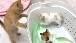 Adopted ginger kitten crazy meeting with funny new calico kittens