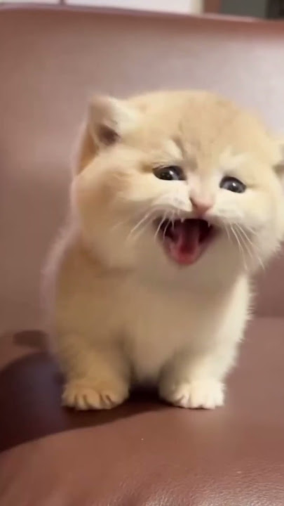 Download lagu Mio mao la la la la laπ SUBSCRIBE, LIKE, COMMENT, and SHARE