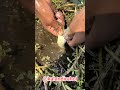 a new unique Village catchfishing #fish