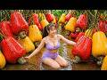 TIMELAPSE – 365 Days Growing And Harvesting Cashew Fruits 🌰🍎
