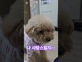 나 사랑스럽지^^#강아지 #동물농장강아지 #반려견 #애견영상 #강아지브이로그 #강아지여름 #핫이슈지 #강아지일상 #검은강아지 #cute #천재견