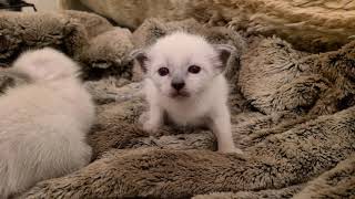 Siamese kittens from Kallea by Provenance Cats 170 views 3 years ago 4 minutes, 9 seconds