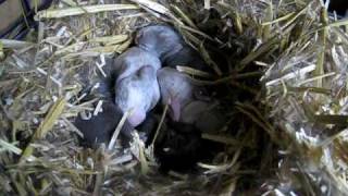 Rex Widder Nestje Bacha Dag 9