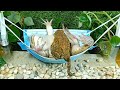 Cute frog and cute toad relaxing