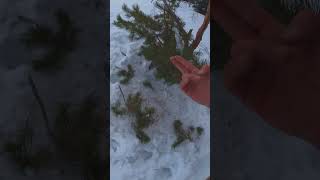 Grinch strikes again: Death of a Christmas tree