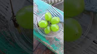 Виноград #сорта Кеша крупный, сладкий. Кусты мощные.Нужна хорошая #опора за