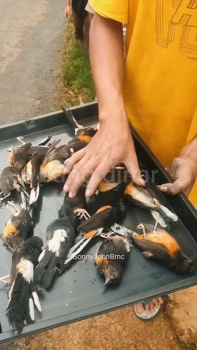 NGERI‼️17 MURAI BATU MATI TERPANGGANG DI BATANG, JAWA TENGAH‼️ #shorts