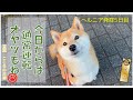 【ヘルニアからの復活？】少しずつ日常にもどる柴犬。が、ダイエット対決はこれから？！