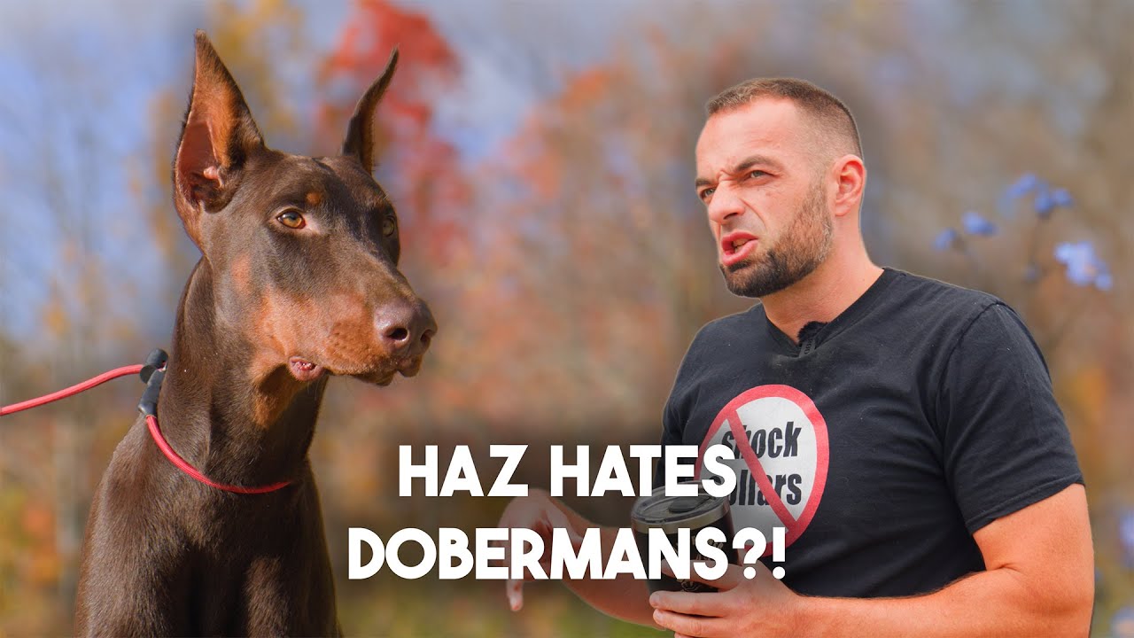 Doberman: YES or NO? Trainer Reviews the Doberman Breed