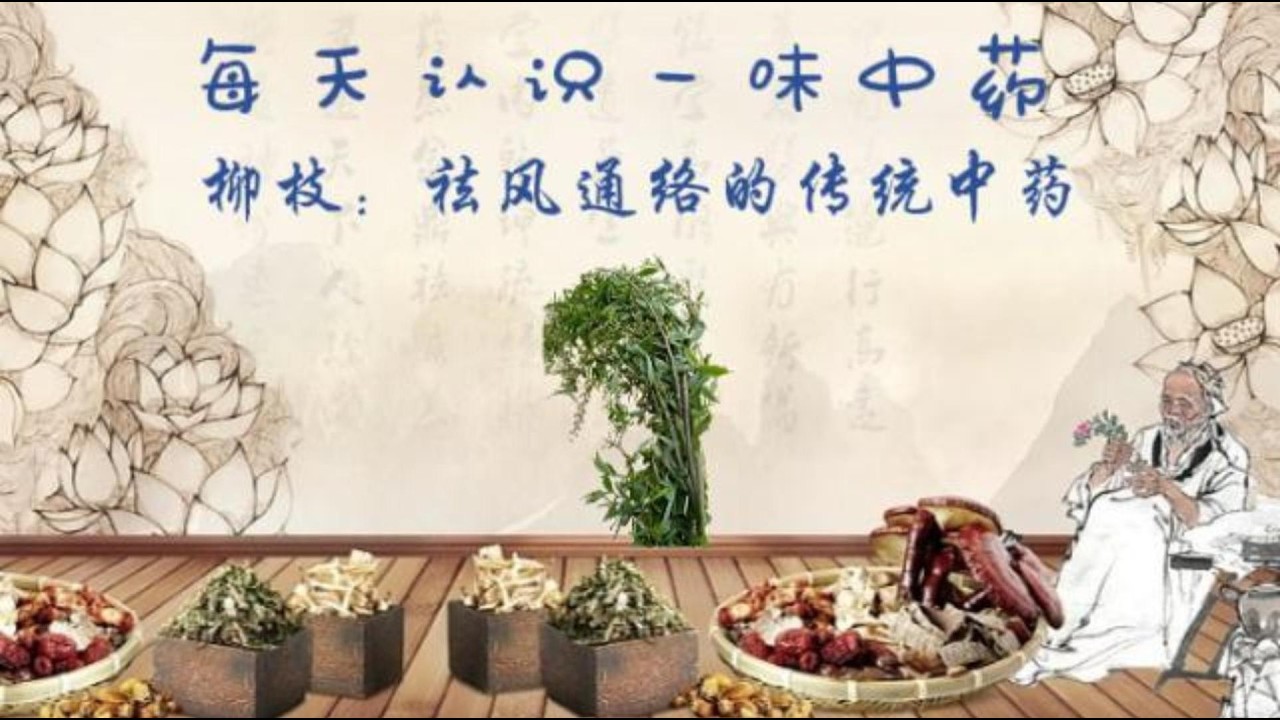 每天认识一味中药--柳枝 | 祛风通络的传统中药 - YouTube