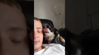 This Cute Dog Loves To Give Sneaky Kisses