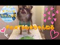 #19 【チワワ】Tinoが食べた・きのうの朝ごはん・生肉【犬ごはん】ペロペロ【咀嚼音】をお楽しみください 【Chihuahua】 Licking good 【Raw food】 2022/01/07