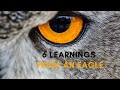 6 successful lessons we learn from an Eagle [Motivation] - Eagle attitude | Inspiring story