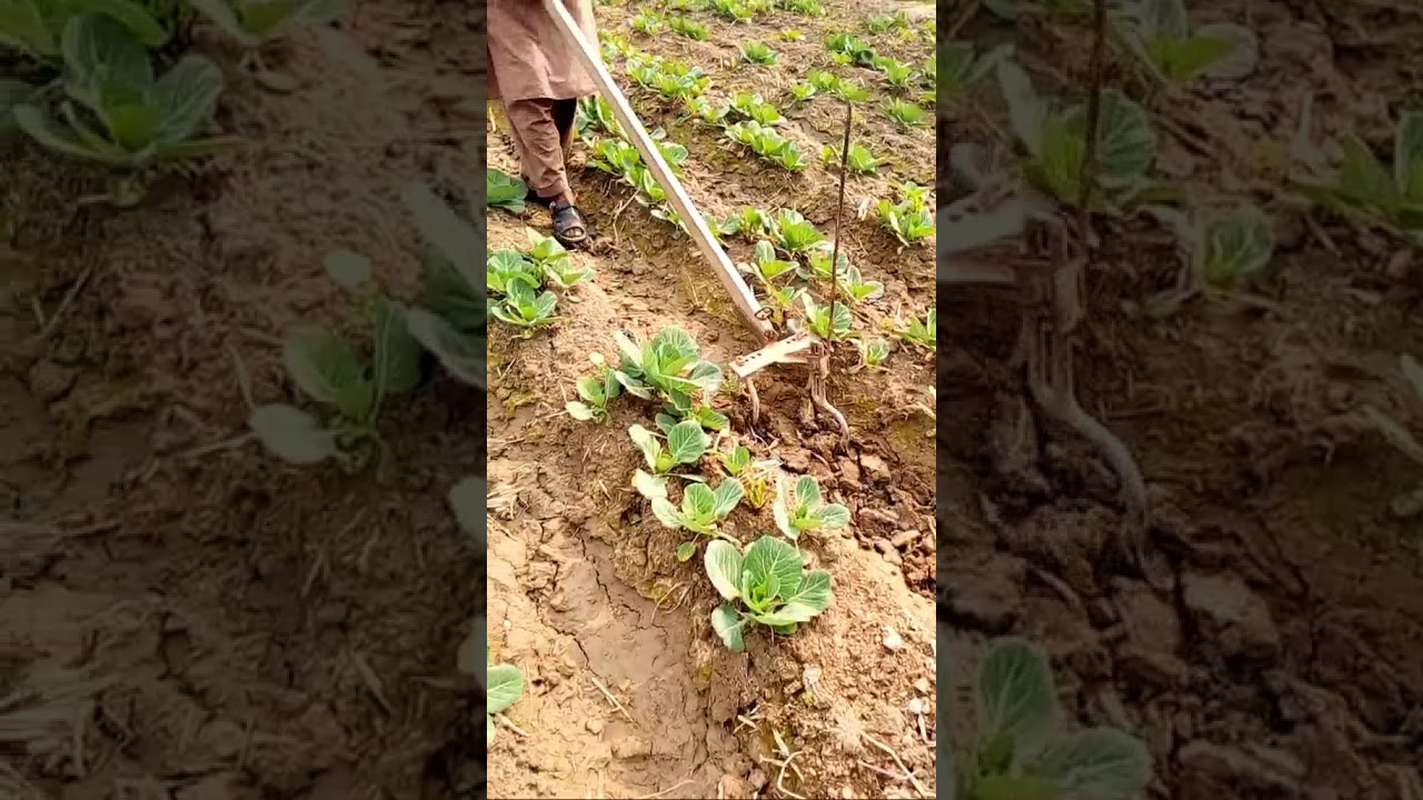 Cabbage weeds control techniques