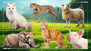 Cute Little Farm Animal Sounds: Fox, Cheetah, Sheep, Elephant, Cat & Pig  Animals Paradise