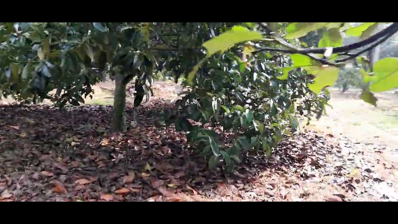 คนทำสวนเรียน#วันนี้เปิดน้ำลดต้นทุเรียนเหมือนเดิมจ้า🌳1