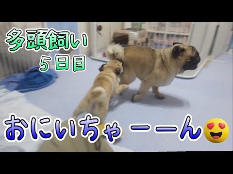 【多頭飼い】お兄ちゃん大好きな弟くん【パグpugのパンチ１歳とあおば０歳】