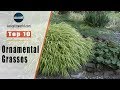 Top 10 Ornamental Grasses