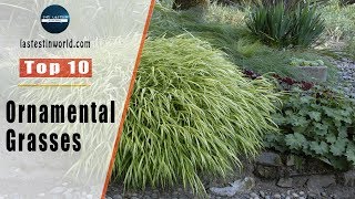 Top 10 Ornamental Grasses