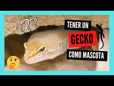 Vídeo: Un gecko és una mascota?