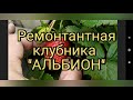 ремонтантная клубника &quot;АЛЬБИОН&quot;