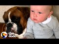 Woman Adopts A Puppy And Finds Out She's Pregnant On The Same Day | The Dodo Soulmates