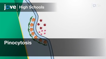 Pinocytosis | Cell Bio | Video Textbooks - Preview