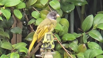 Collared Finchbill
