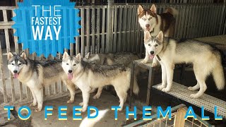 HOW LONG does it take to FEED 7 ADULT HUSKIES? by SPARTAN ALPHA TV 526 views 3 years ago 9 minutes, 16 seconds
