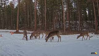 Montana Wildlife Camera