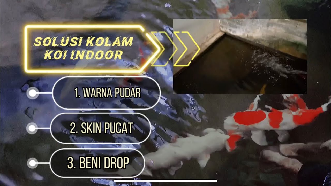 Cara Menumbuhkan Warna Merah Koi agar Lebih Cerah dan Menawan Cara Menumbuhkan Warna Merah Koi agar Lebih Cerah dan Menawan