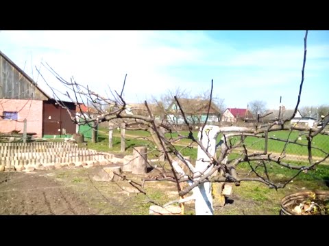 Обрезка яблони после омолаживания (сильной обрезки) (Часть 1)