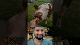 ?the cow is good shorts viral