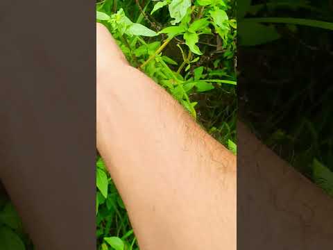 Shortvideo Song Music Funny Subscribe Shortvideo Song Music Funny Subscribe