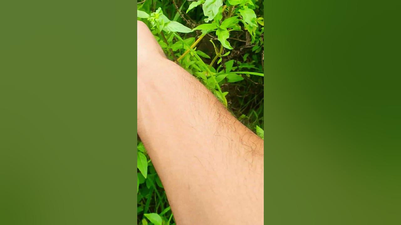 #shortvideo #song #music #funny #subscribe