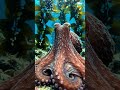 “Nature’s underwater genius 🐙🌊”#Octopus #Sea Life #Underwater World #OceanMystery #SeaCreatures.