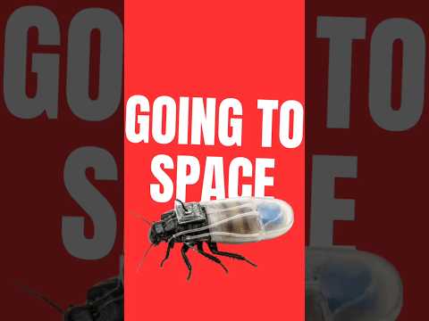 Why Mars Needs Cyborg Bugs